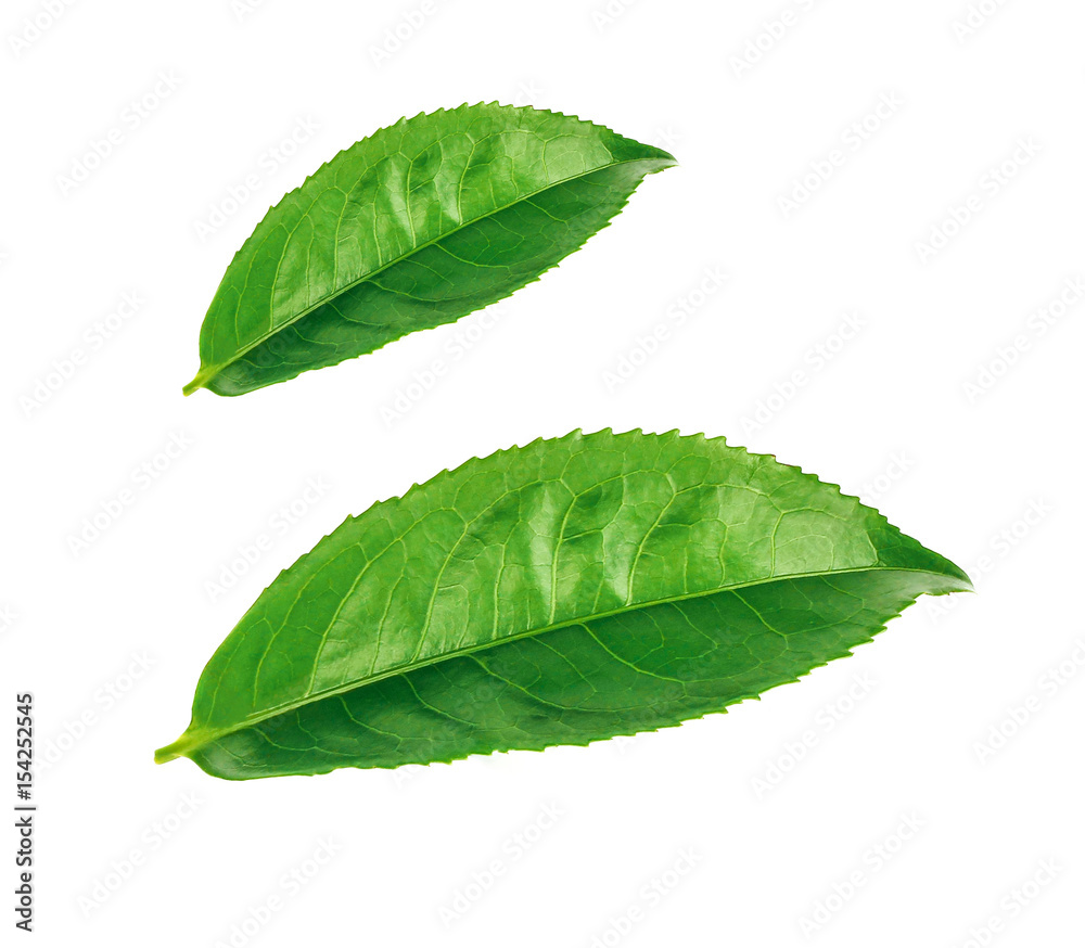 Obraz premium green tea leaf isolated on white backgroun