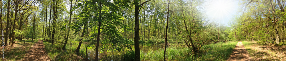 ein Panorama von einem Wald mit einem Weg, Bäumen und einem kleinen Fluss im Frühling ( Deutschland, Berlin )