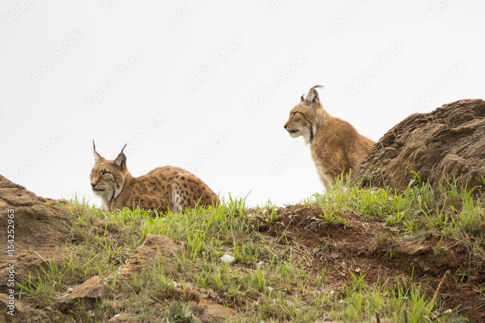 Fototapeta premium Lynxs
