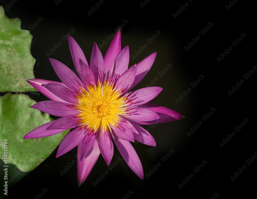 top view lotus with black background with copy space