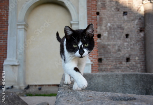 Katze im Castello Sforzesco in Mailand