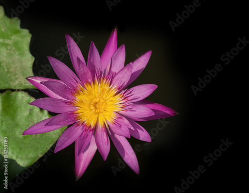 top view lotus with black background with copy space