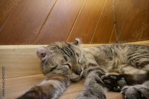 cat laying on wooden table