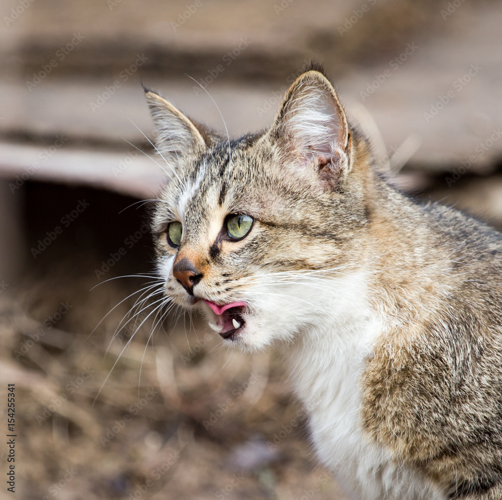 Cat walks on nature in the spring