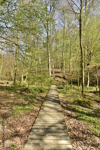 Passage en bois traversant une zone peu praticable à la marche à la forêt de Soignes à Bruxelles