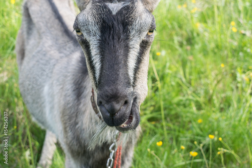Mountain goat grazes on a spring lawn