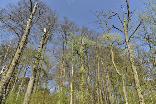 Sommets des hêtres majestueux pas en core en feuille au printemps à la forêt de Soignes à l'est de Bruxelles 