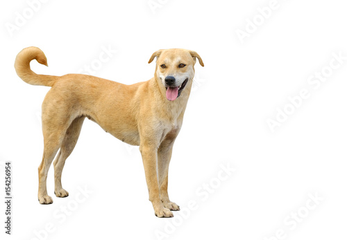 dog isolated on white background