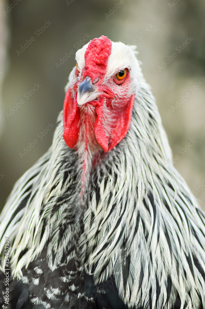 View of a cock's head