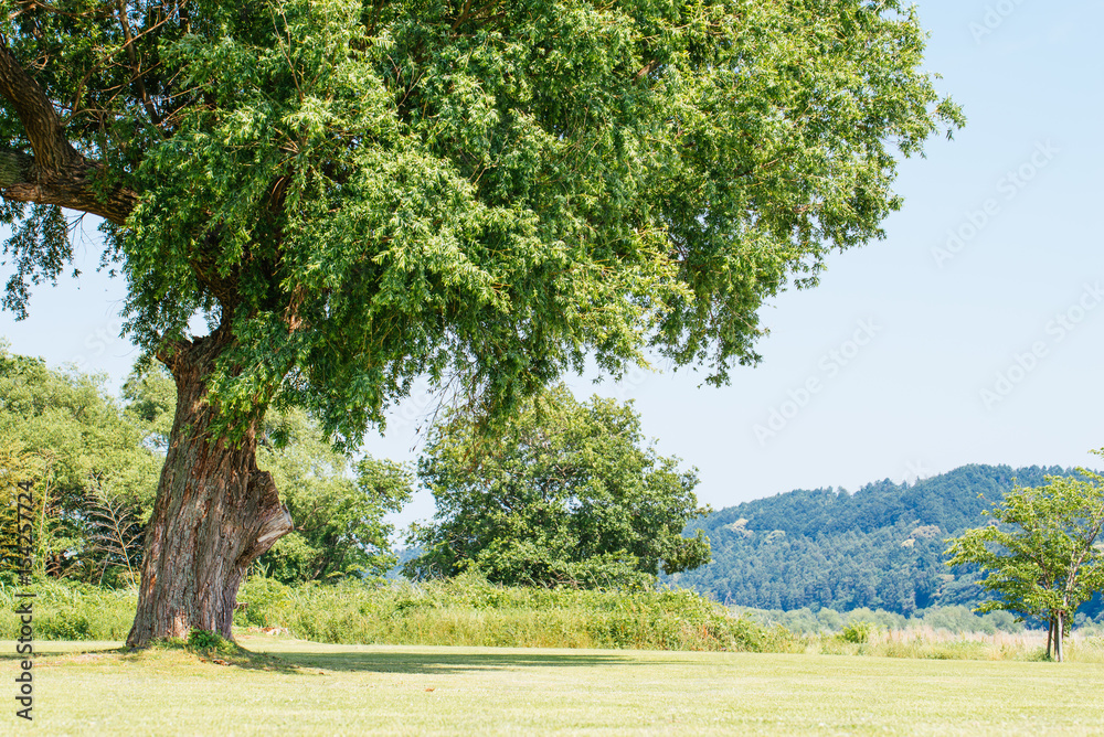 Obraz premium 初夏の風景