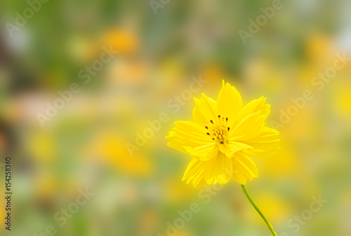 Mexican or Japanese yellow flower blooming in field blurred ground