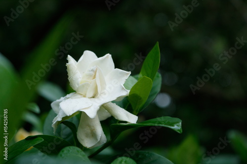Aromatic white Gardenia flower or Cape Jasmine flower in garden