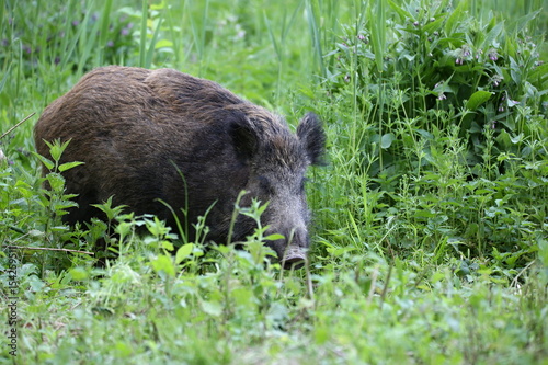 Wild boar - Sus scrofa. Wilderness. Walking in nature still life, marsh. Dense forest trees, reeds and grass, wild landscape. The natural scenery of Slovakia, Europe. Wildlife.