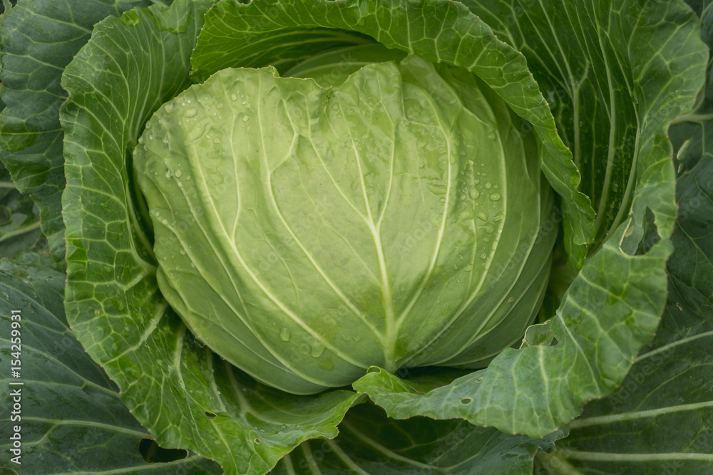 green fresh cabbage at the farm green fresh cabbage at the farm