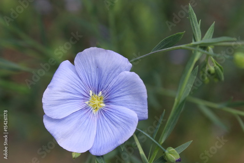 Blaue Wunderblume photo