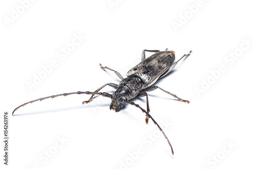 Aeolesthes sarta beetle isolated on white background.