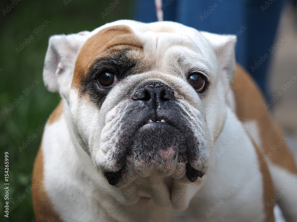 Portrait of a dog. Beautiful English bulldog