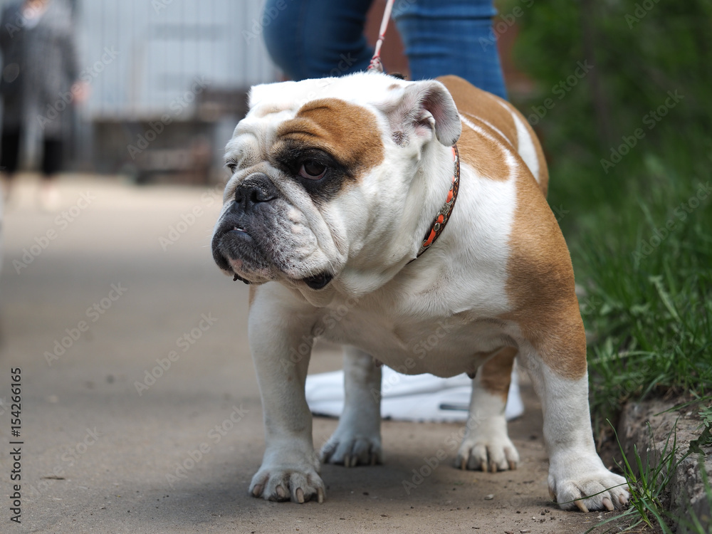 Portrait of a dog on a walk. Beautiful English bulldog collar