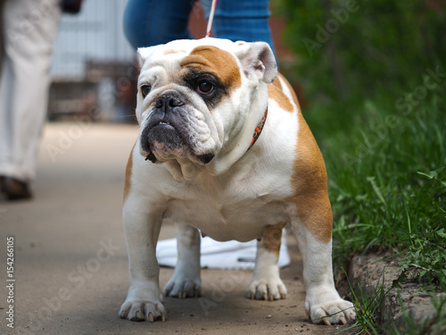 Portrait of a dog on a walk. Beautiful English bulldog collar