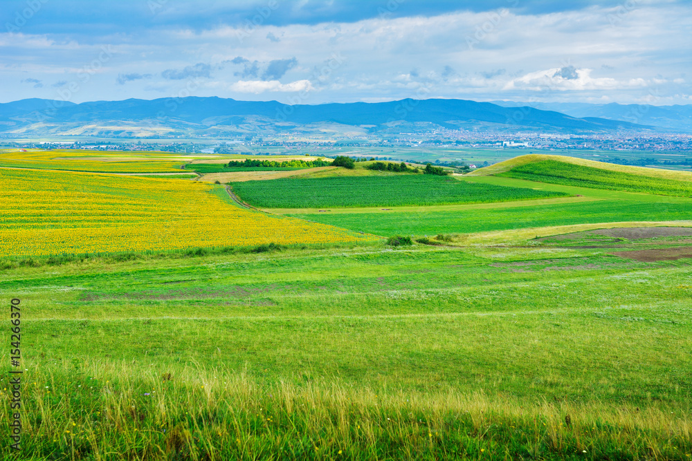 Transylvania - wheat stalk and sunflower