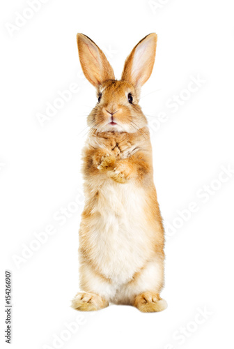 rabbit is standing on its hind legs