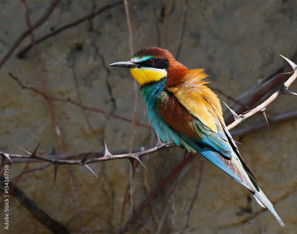 Obraz premium European bee-eater, Merops apiaster