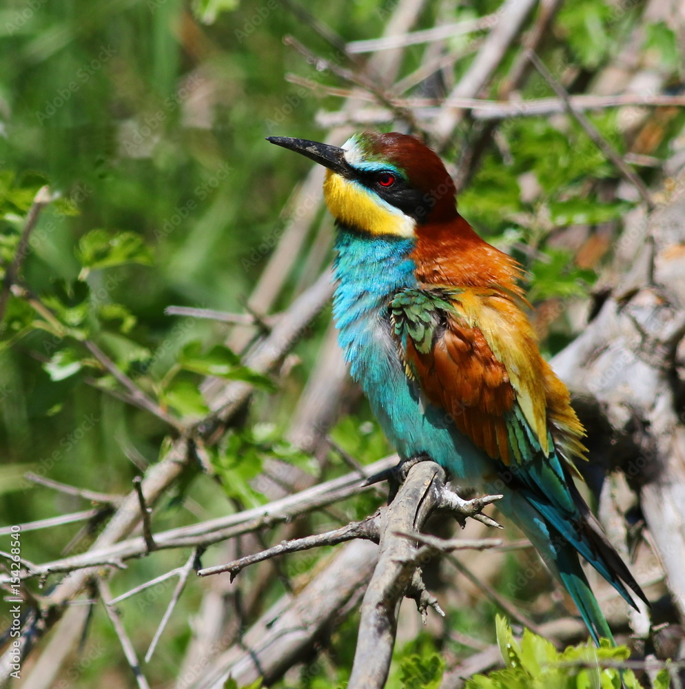 Obraz premium European bee-eater, Merops apiaster