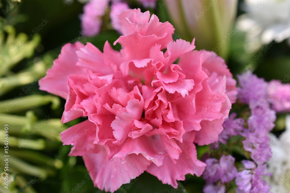 Closeup pink carnation flower