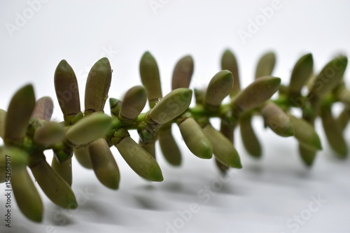 closeup palm seed on white background