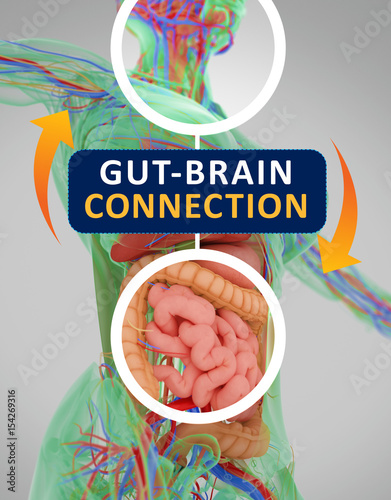Gut-brain connection or gut brain axis. Concept art showing a connection from the gut to the brain. 3d illustration. photo