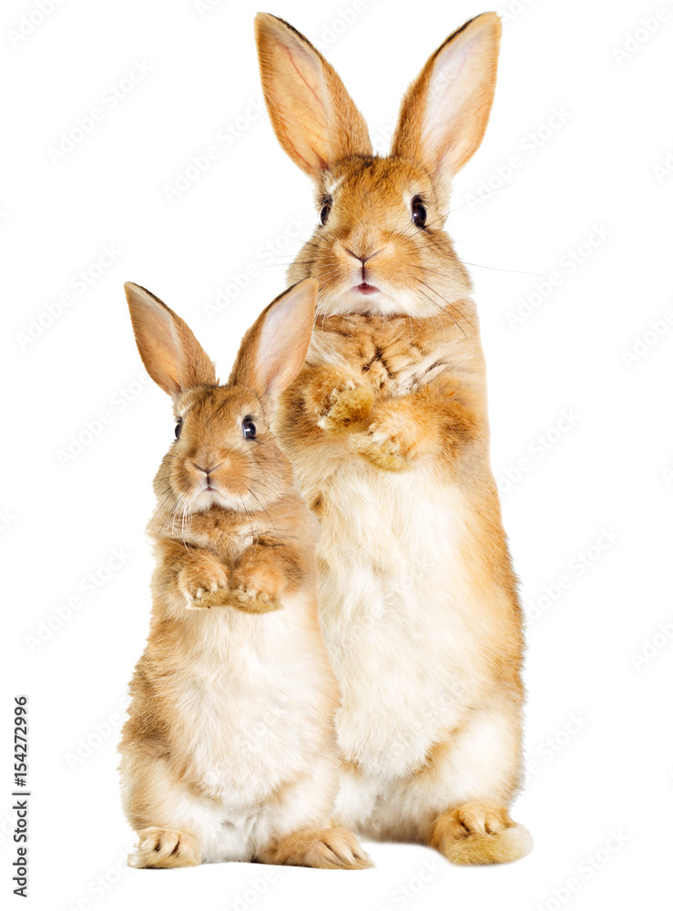 Fototapeta premium królik stoi na tylnych łapach