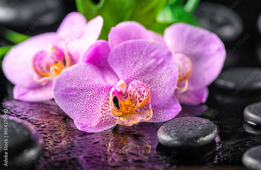 beautiful spa concept of blooming twig lilac orchid flower, green leaf with water drops and zen basalt stones, close up beautiful spa concept of blooming twig lilac orchid flower, green leaf with water drops and zen basalt stones, close up