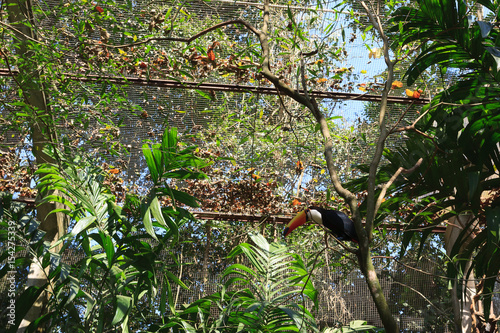 Toucan bird on the nature in Foz do Iguazu  Brazil
