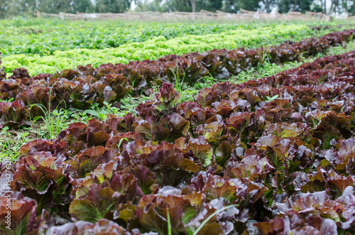 Lettuce farm