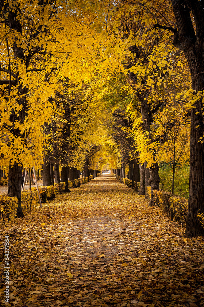 Fototapeta premium Baumallee 2