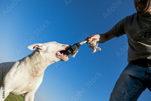 Bull Terrier Playing in the Park photo