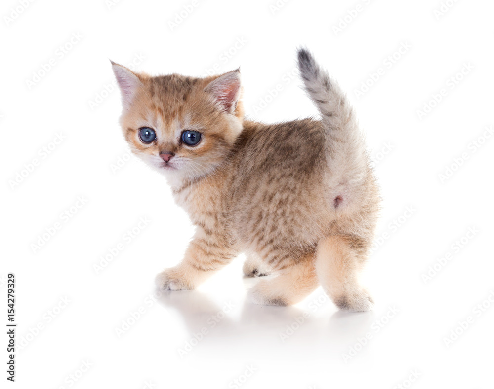 Monthly kitten   British Shorthair.  Color: Black Golden Shaded. Isolated on white background