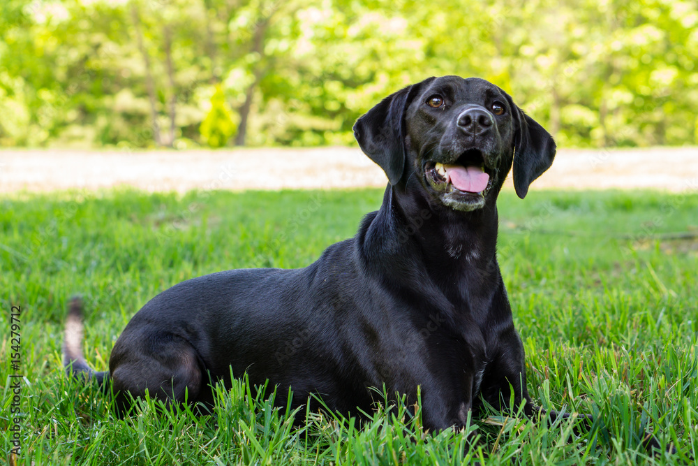 Black Labrador Posing for the Camera Black Labrador Posing for the Camera