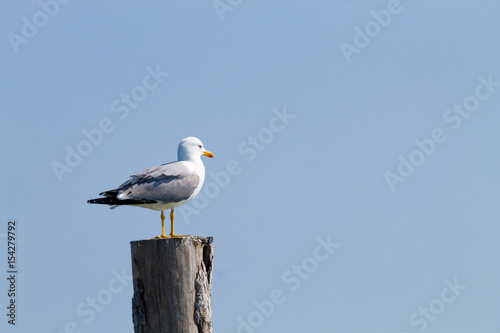 Gull standing on palisade