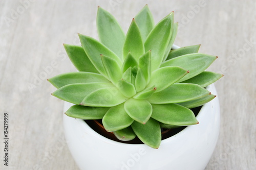 pot de succulente isolé,fond bois photo