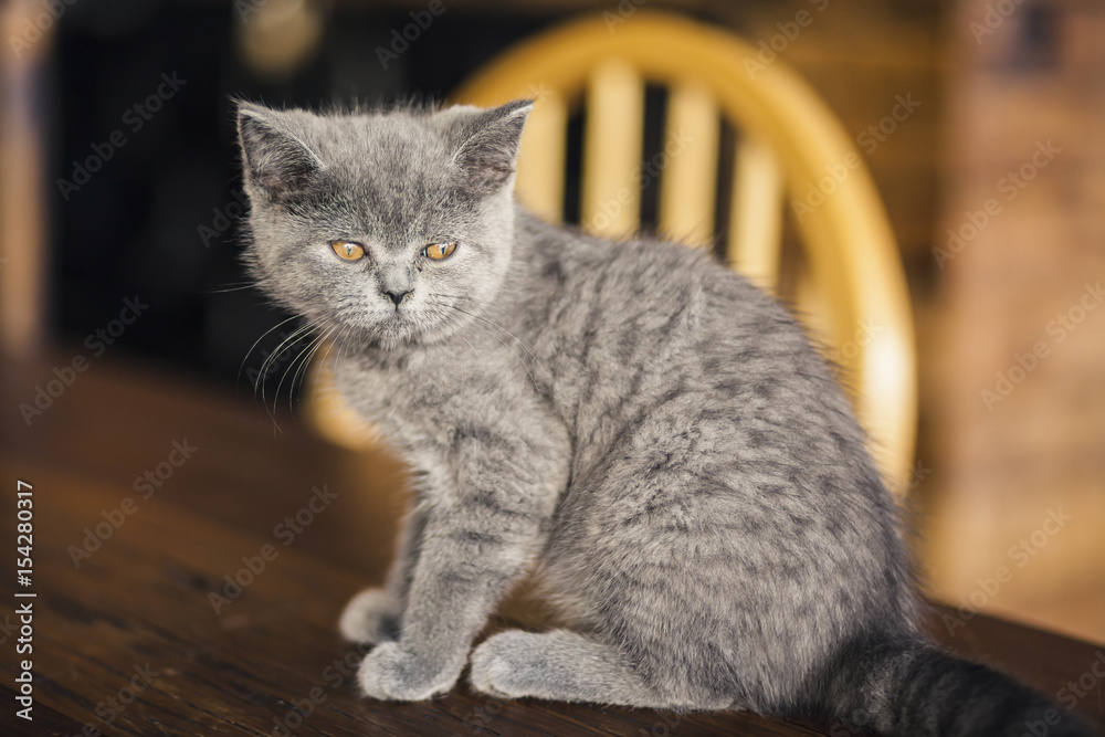 Cute Kitten, Russian Blue breed Cute Kitten, Russian Blue breed