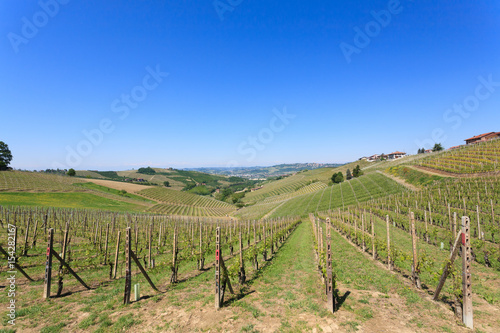 Landscape with vineyards from Langhe Italian agriculture