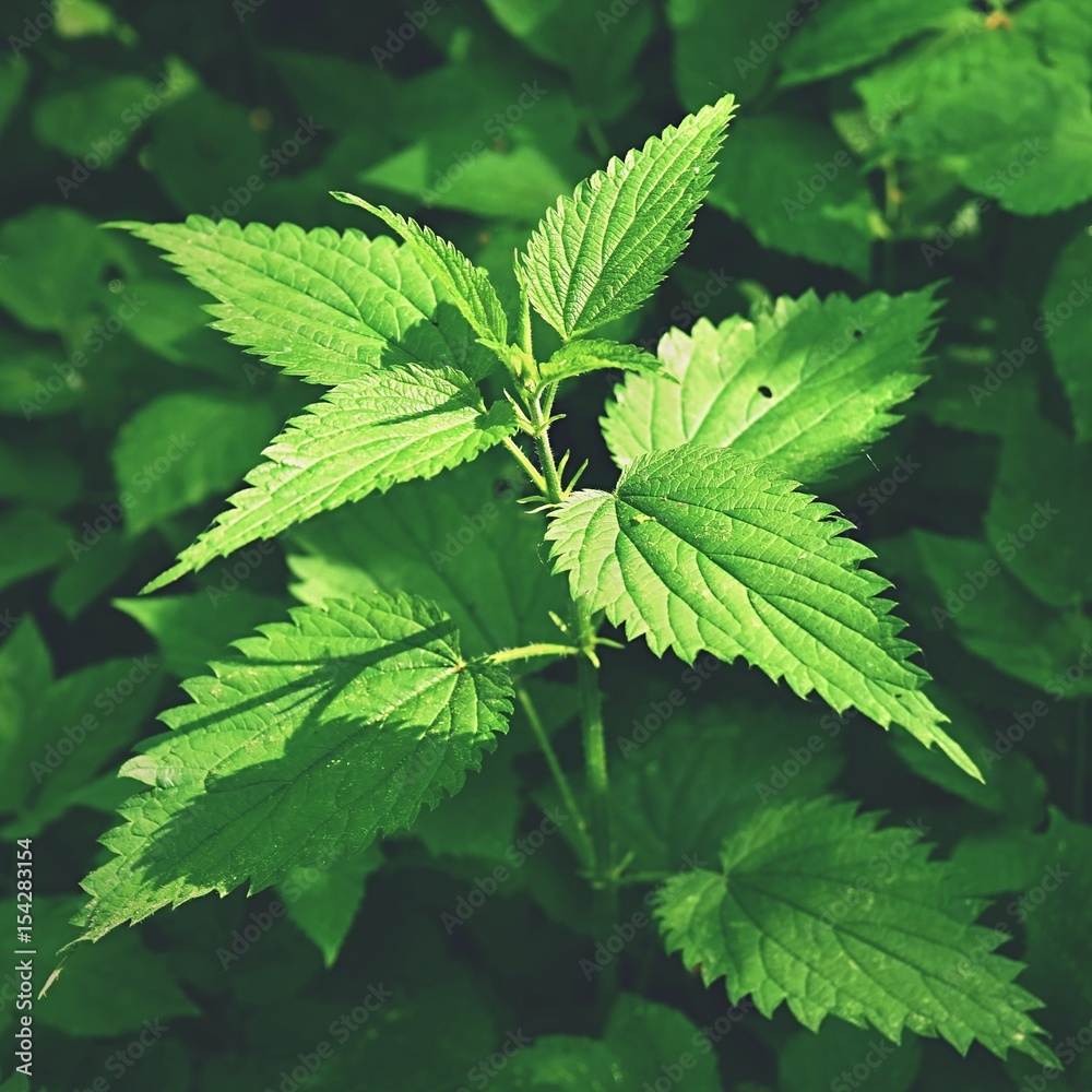 Beautiful nettle in nature with sun. (Urtica dioica) Beautiful nettle in nature with sun. (Urtica dioica)