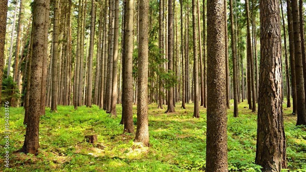 Obraz premium Trees in the forest Forest and natural backdrop for relaxation and recreation in nature. Springtime.