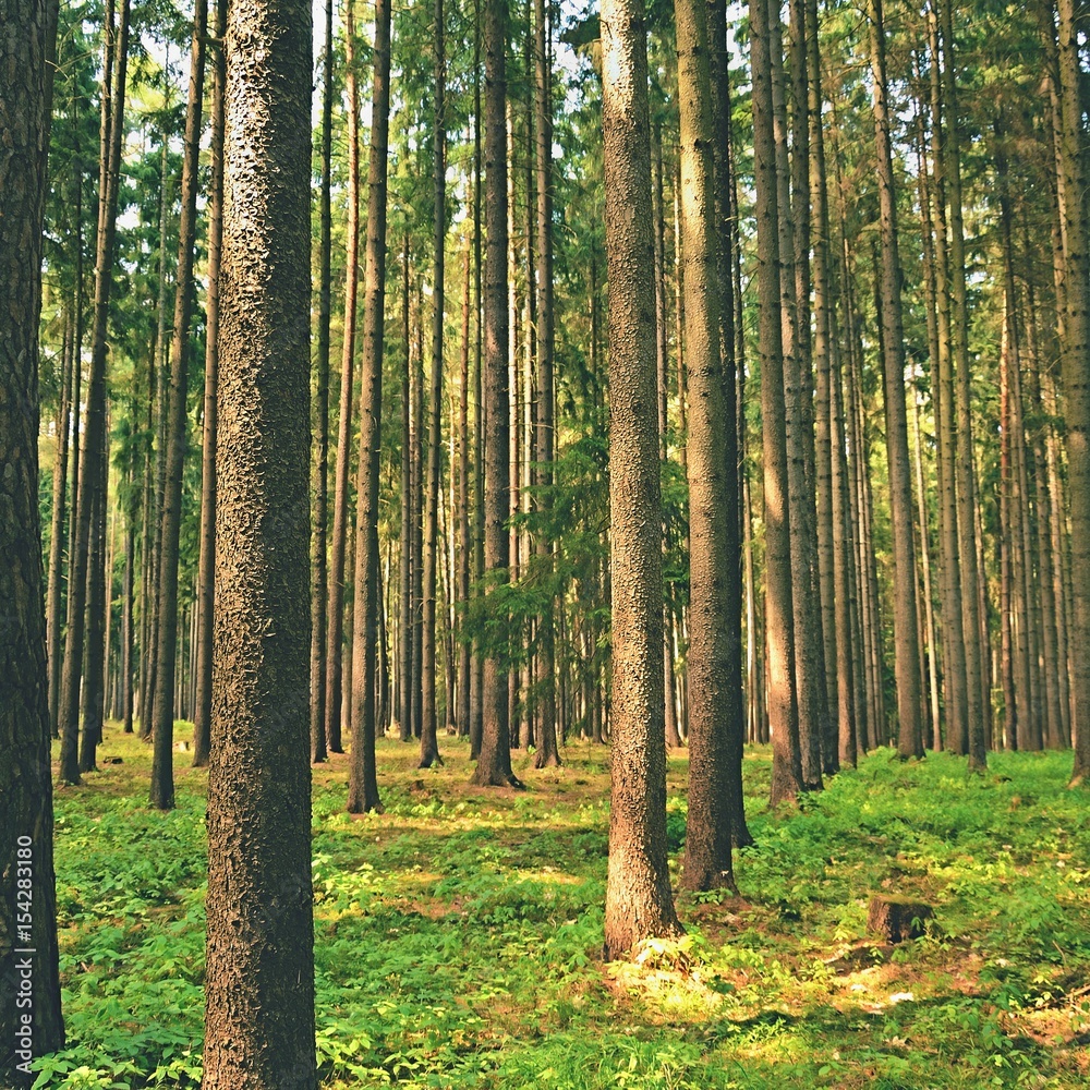 Fototapeta premium Trees in the forest Forest and natural backdrop for relaxation and recreation in nature. Springtime.