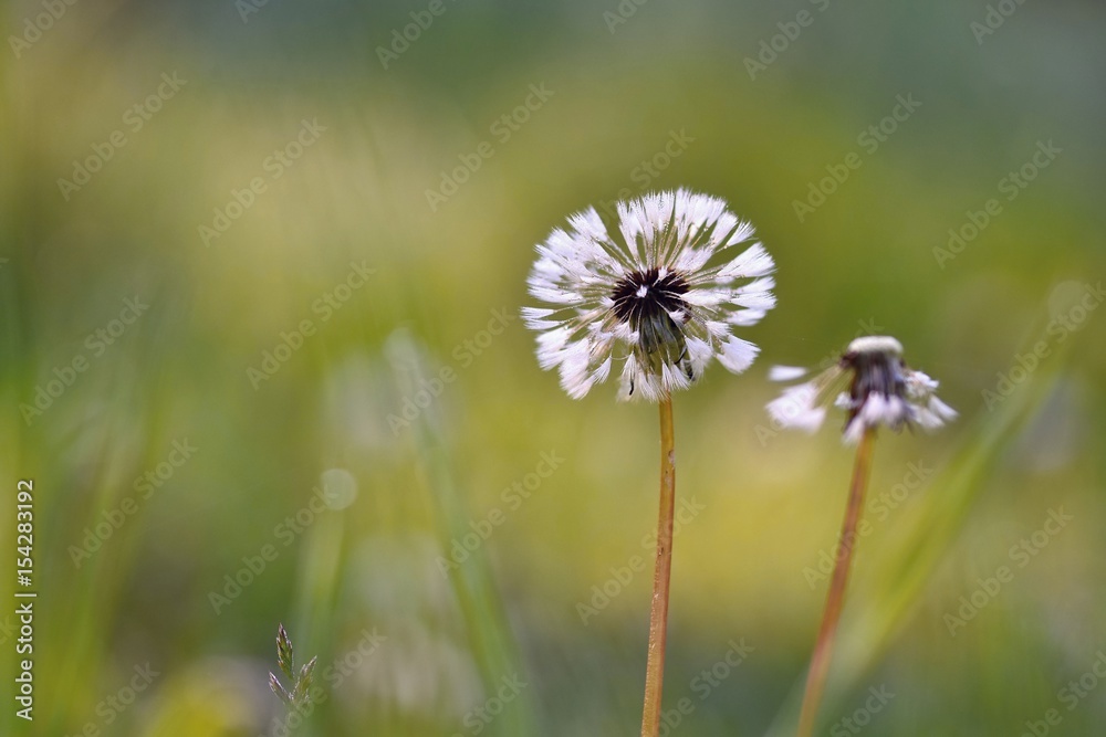 Beautiful wet dandelion morning in grass with dew. Blurred natural green background.
