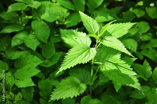Beautiful nettle in nature with sun. (Urtica dioica) photo