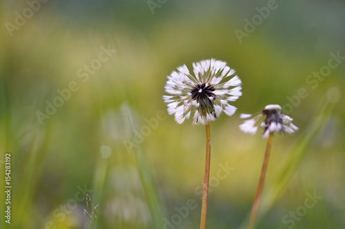 Beautiful wet dandelion morning in grass with dew. Blurred natural green background.