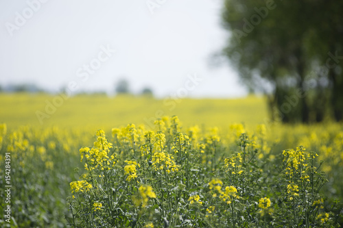 Rzepak jest rośliną oleistą często uprawianą na polskich polach. W maju pięknie kwitnie na żółto. Z ziaren powstaje często używany olej rzepakowy.