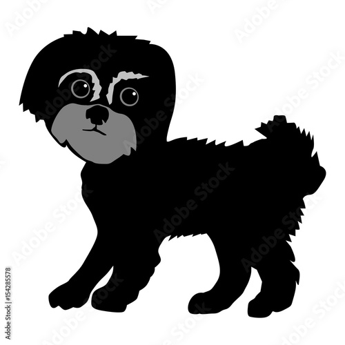 Maltese dog